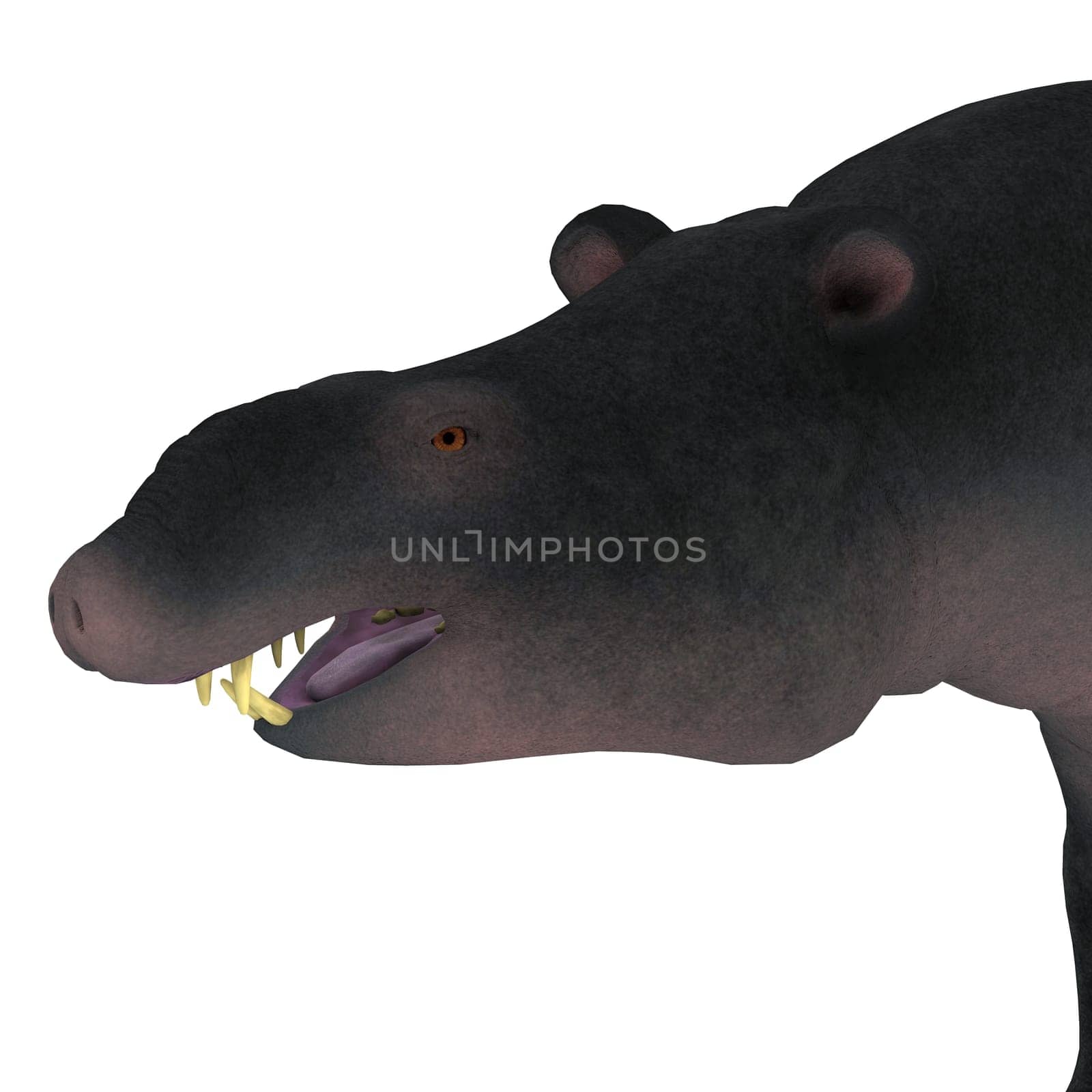 Moeritherium is an extinct mammal related to the elephant and the sea cow. This herbivore lived in Egypt during the Eocene Period.