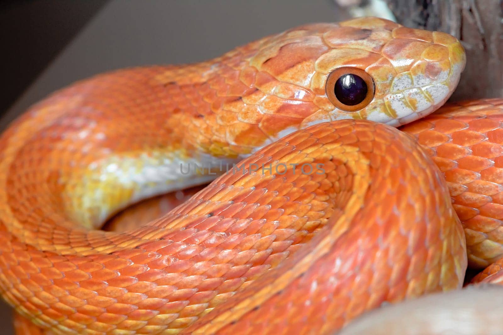 Close up image of young stripy orange and yellow pet corn snake. Catch light in black beady eye and frame filling body curves.