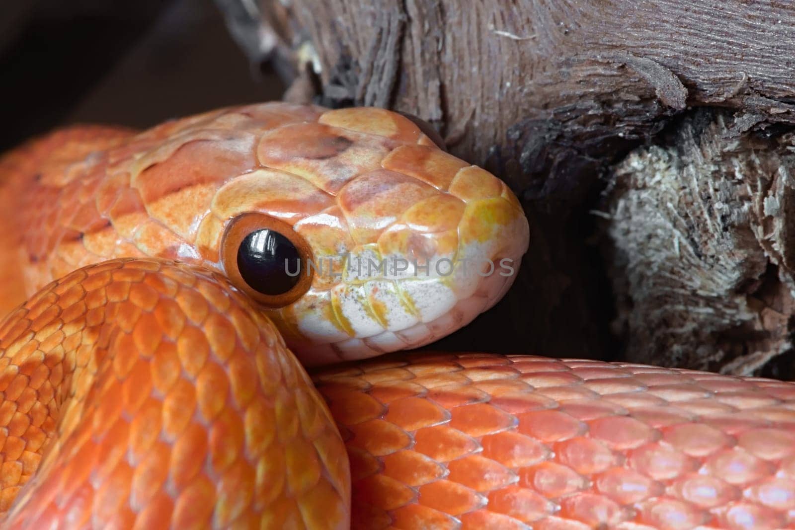 Super macro close up of young juvenile pet corn snake poking face out from vibrantly colored coils. Dark plain background with great detail.