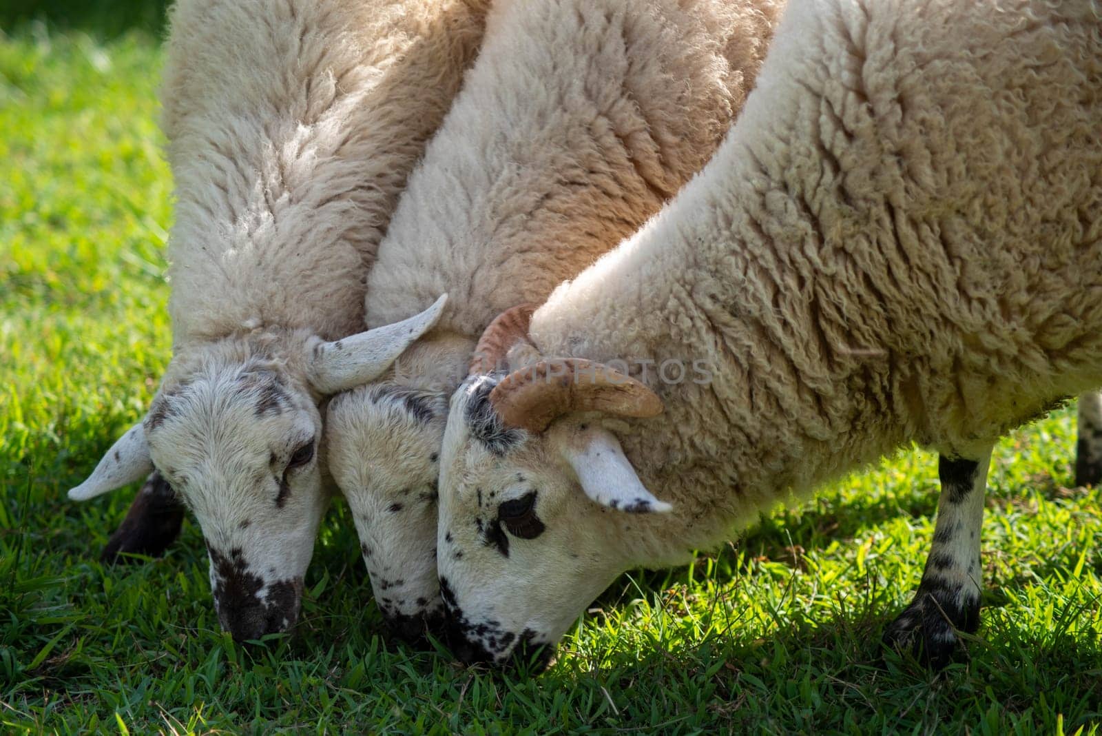 Ram with horns in foreground and wo ewes beside him grazing in a grassy field. Natural light with copy space.