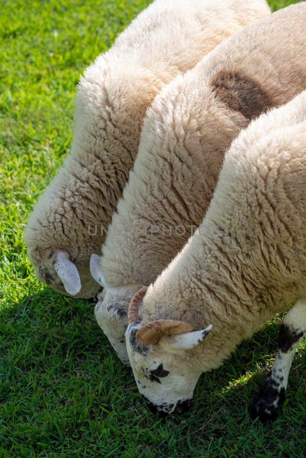 Hungry sheep graze in a row like lawn mowers in green grass. Natural light with copy space.