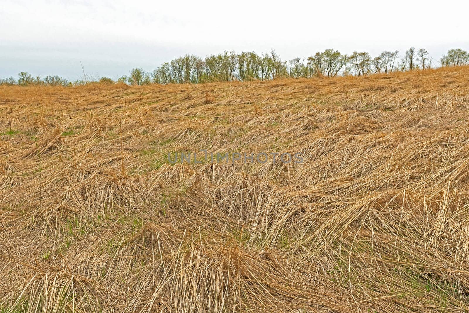 Flattened Prairie Grass After the Winter Snow is Gone in Volo Bog State Natural Area in Illinois