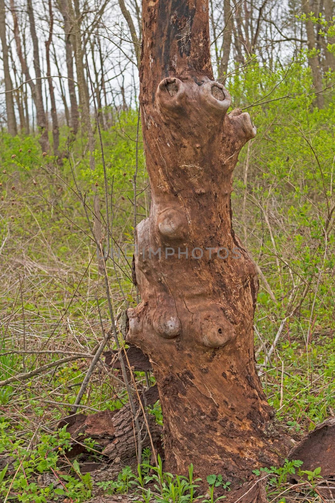 Distinctive Weathered Tree Trunk in the Forest in Volo Bog State Natural Area in Illinois