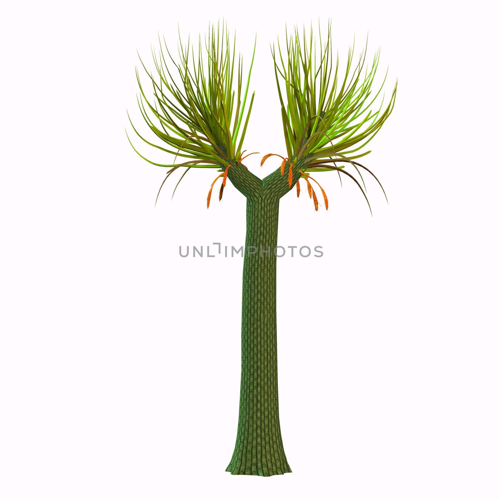 The “twin” of Lepidodendron, Sigillaria (with its several species) shared with it the domination over the huge humid Carboniferous forests.
