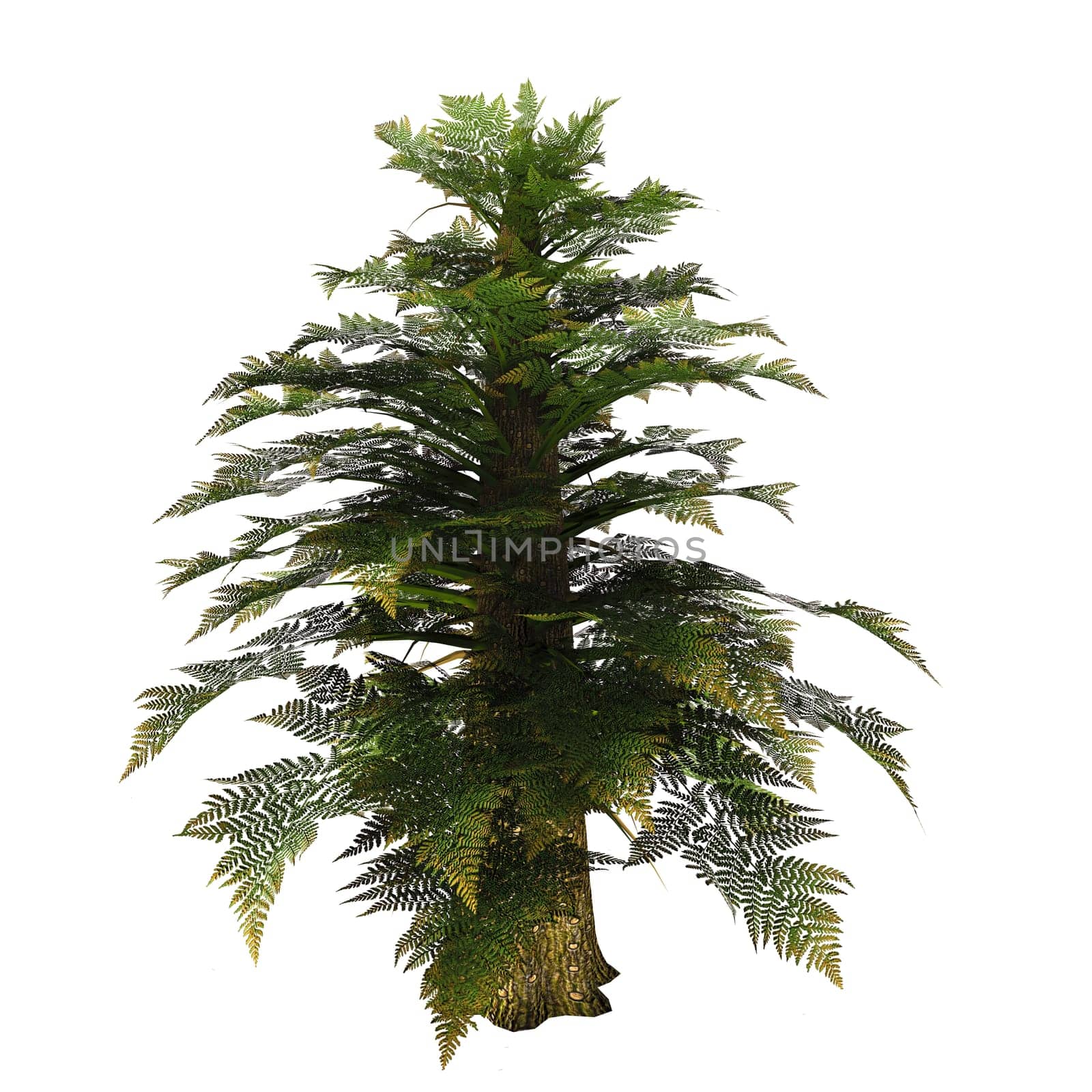 Tempskya was a tree fern diffused in the Cretaceous period. Its large trunk was in fact the optical result of many fern stems growing tightly pressed one to each other.