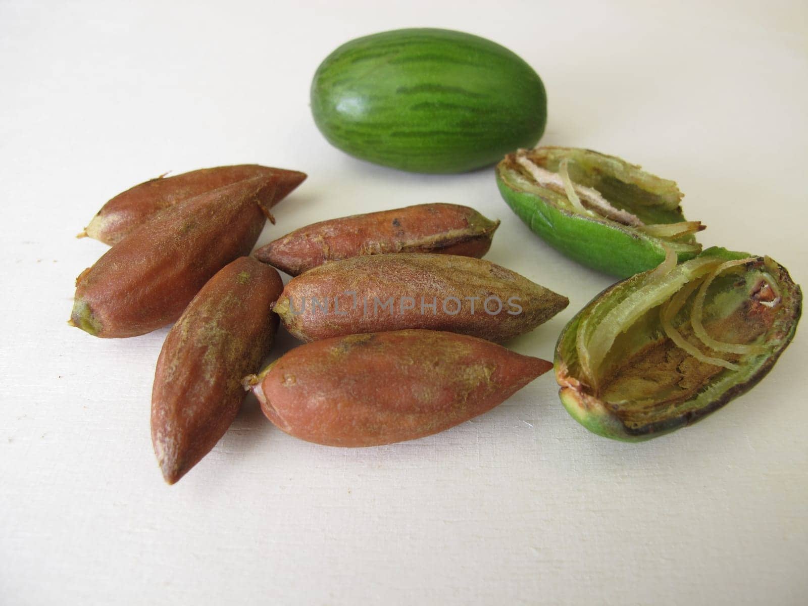 Nuts from the Japanese torreya, Torreya nucifera