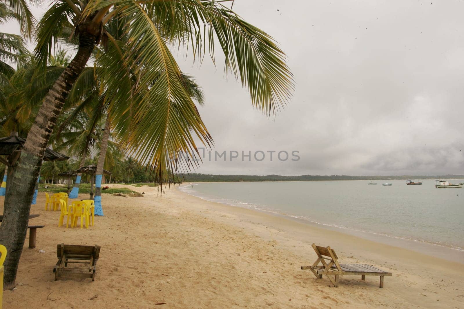 santa cruz cabralia, bahia / brazil - december 13, 2010: coconut trees are seen on Coroa Vermelha beach in the city of Santa Cruz Cabralia, in southern Bahia.