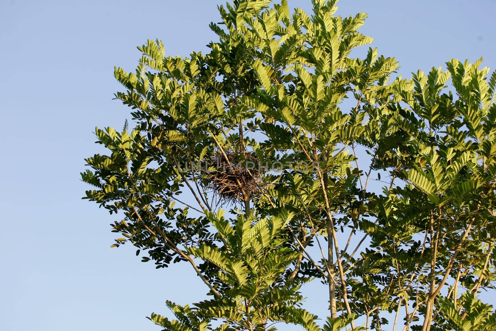 salvador, bahia / brazil - january 30, 2011: nest of birds is seen on a tree branch in the city of Salvador.