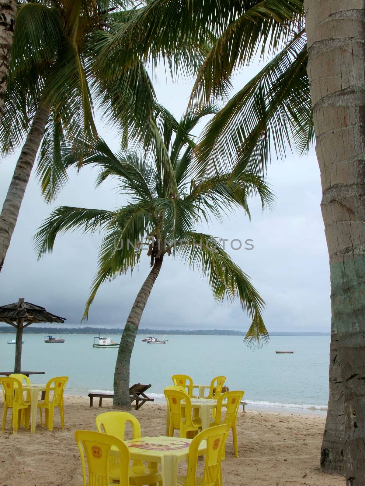santa cruz cabralia, bahia / brazil - december 13, 2010: coconut trees are seen on Coroa Vermelha beach in the city of Santa Cruz Cabralia, in southern Bahia.
