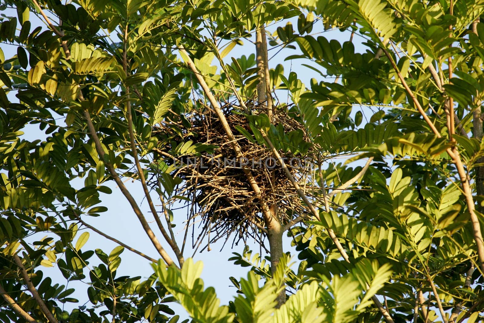 salvador, bahia / brazil - january 30, 2011: nest of birds is seen on a tree branch in the city of Salvador.