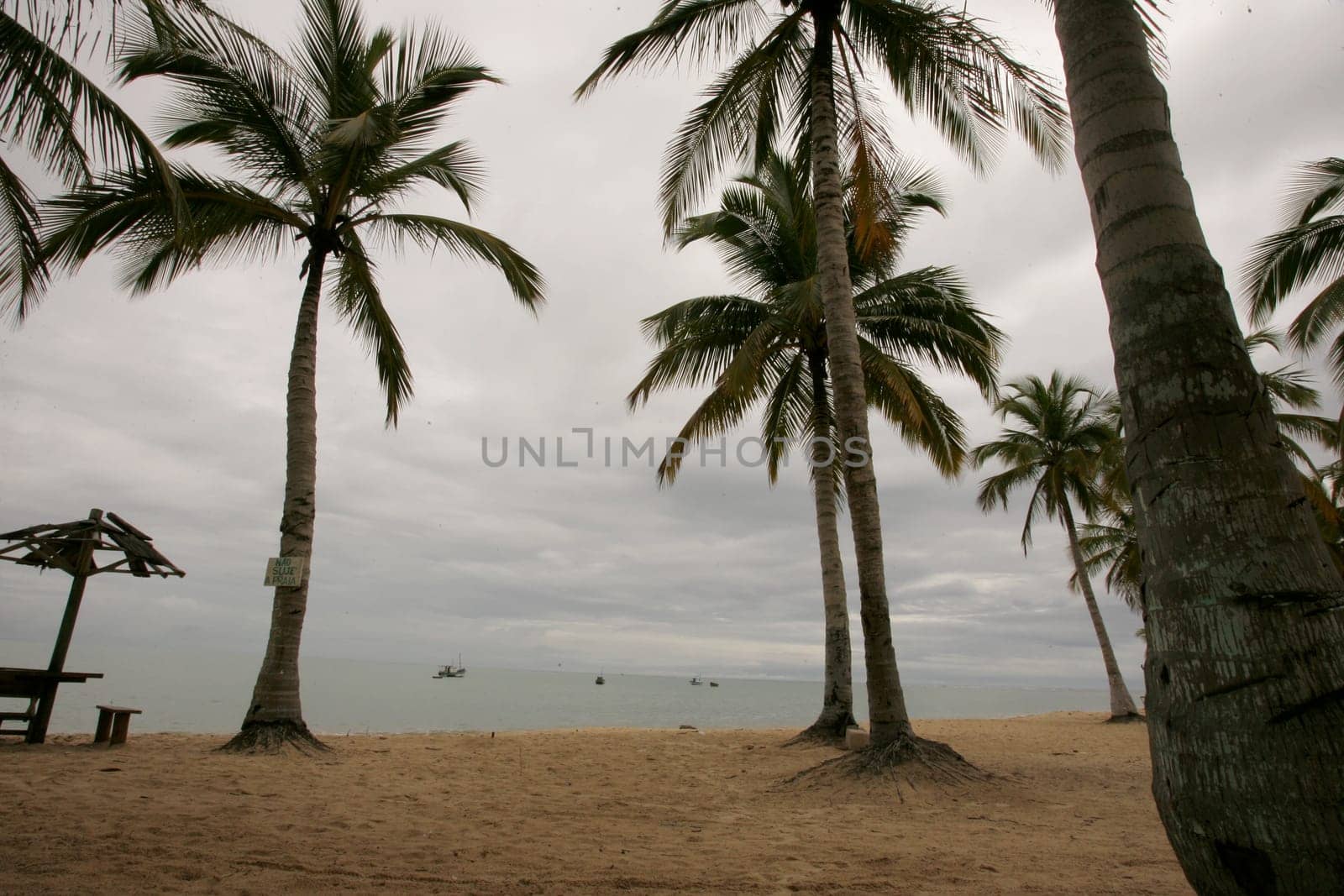 santa cruz cabralia, bahia / brazil - december 13, 2010: coconut trees are seen on Coroa Vermelha beach in the city of Santa Cruz Cabralia, in southern Bahia.