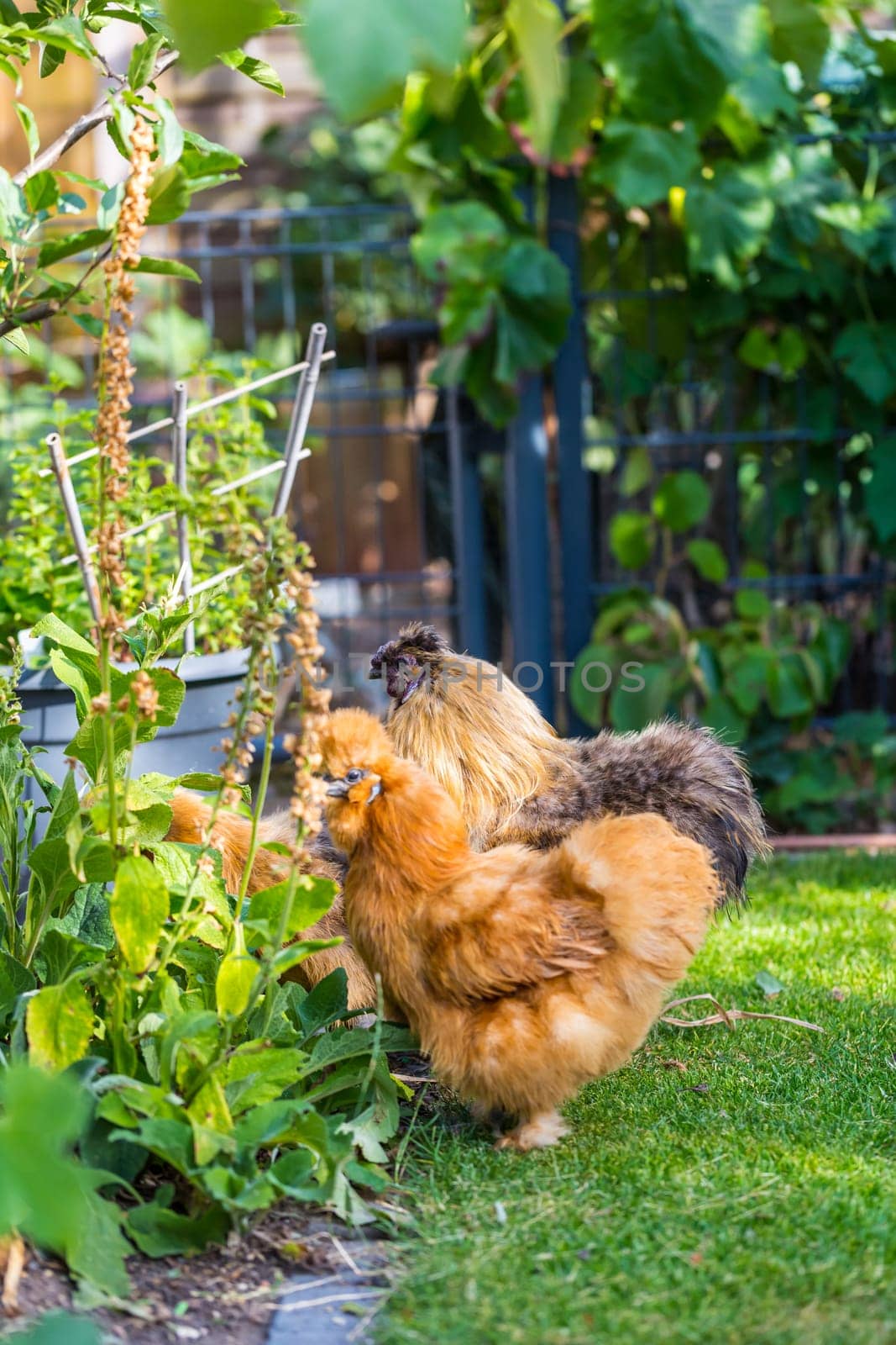 Silkie hens and rooster looking for food in garden. Silkie - breed poultry with fluffy and black leather. Selective focus image.