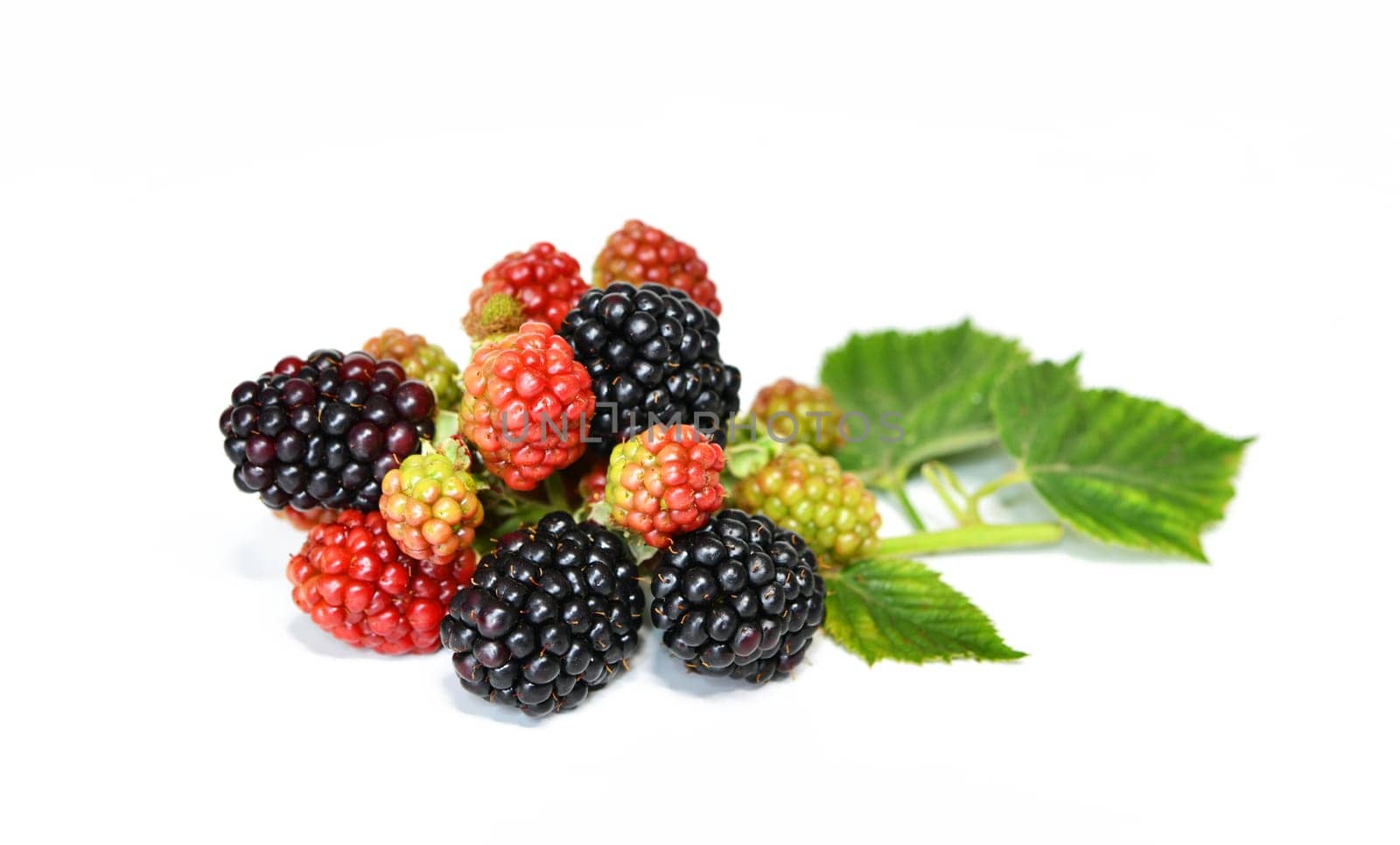 rubus