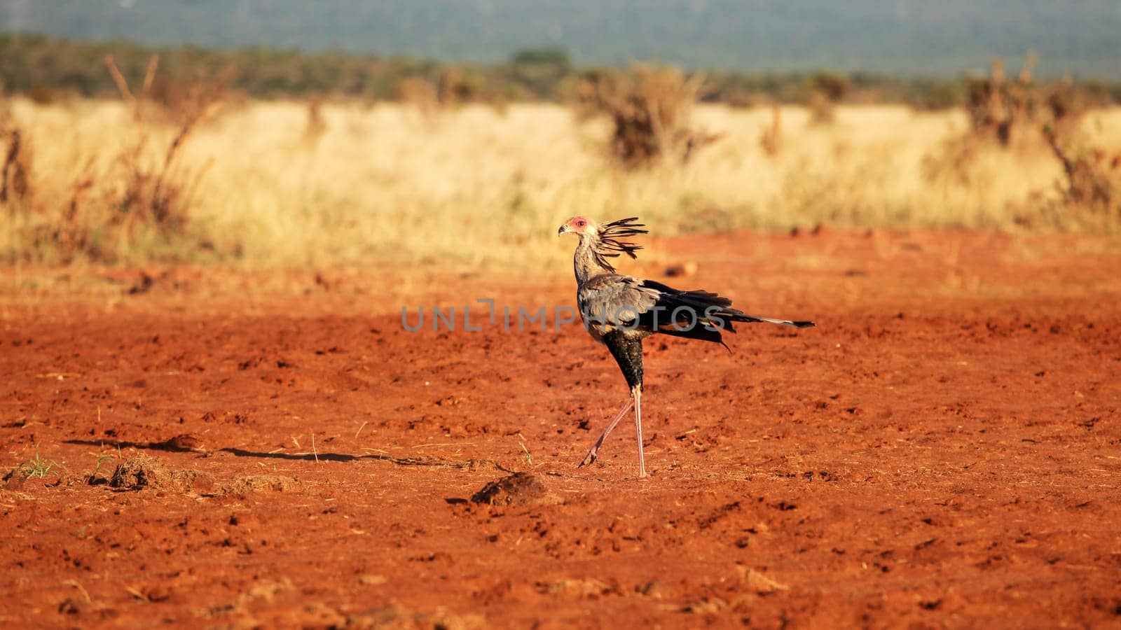 Secretary bird (Sagittarius serpentarius) walking on red ground african savanna in sunset light. Amboselli national park, Kenya