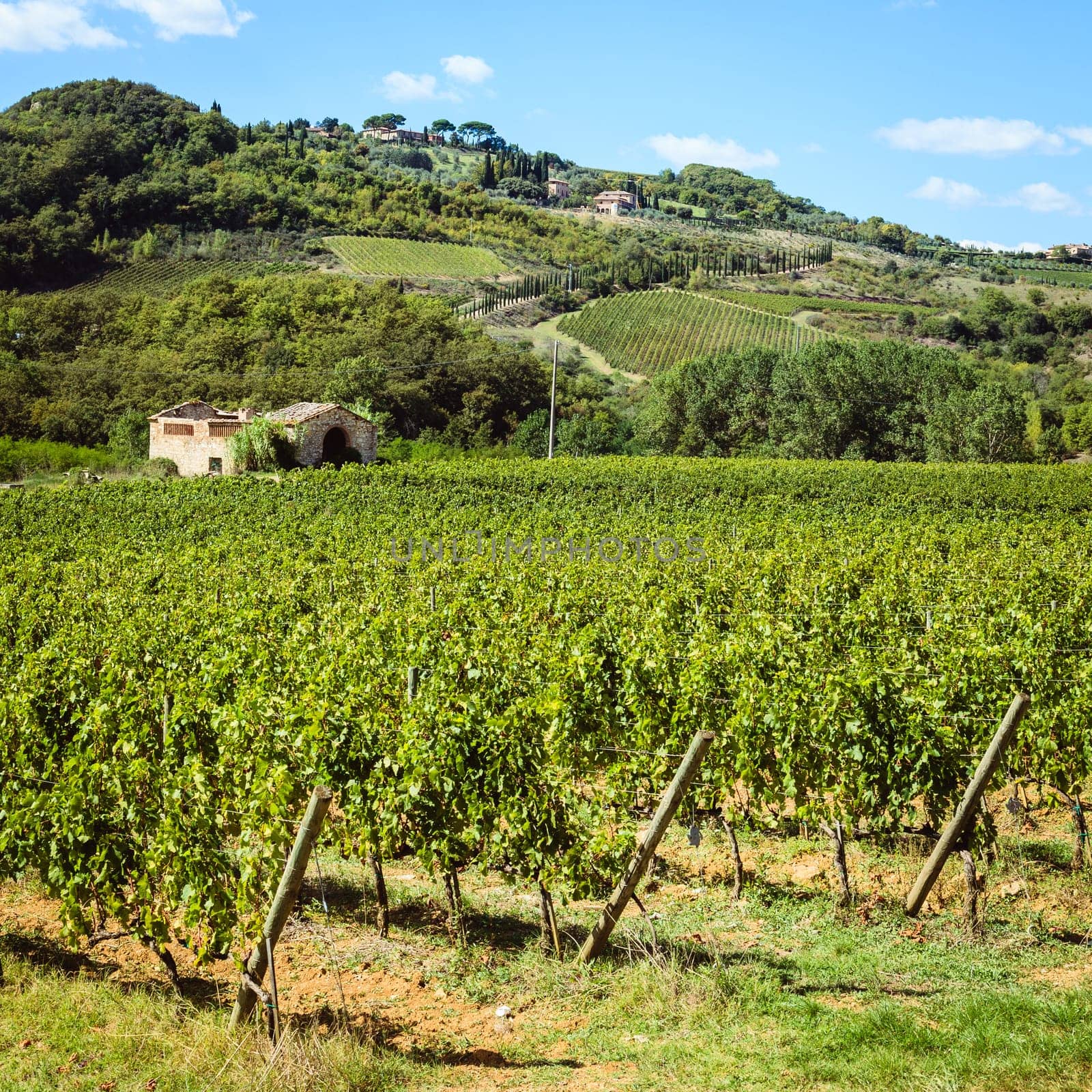Rows of harvested grape vines in a vineyard in Tuscany, Italy o