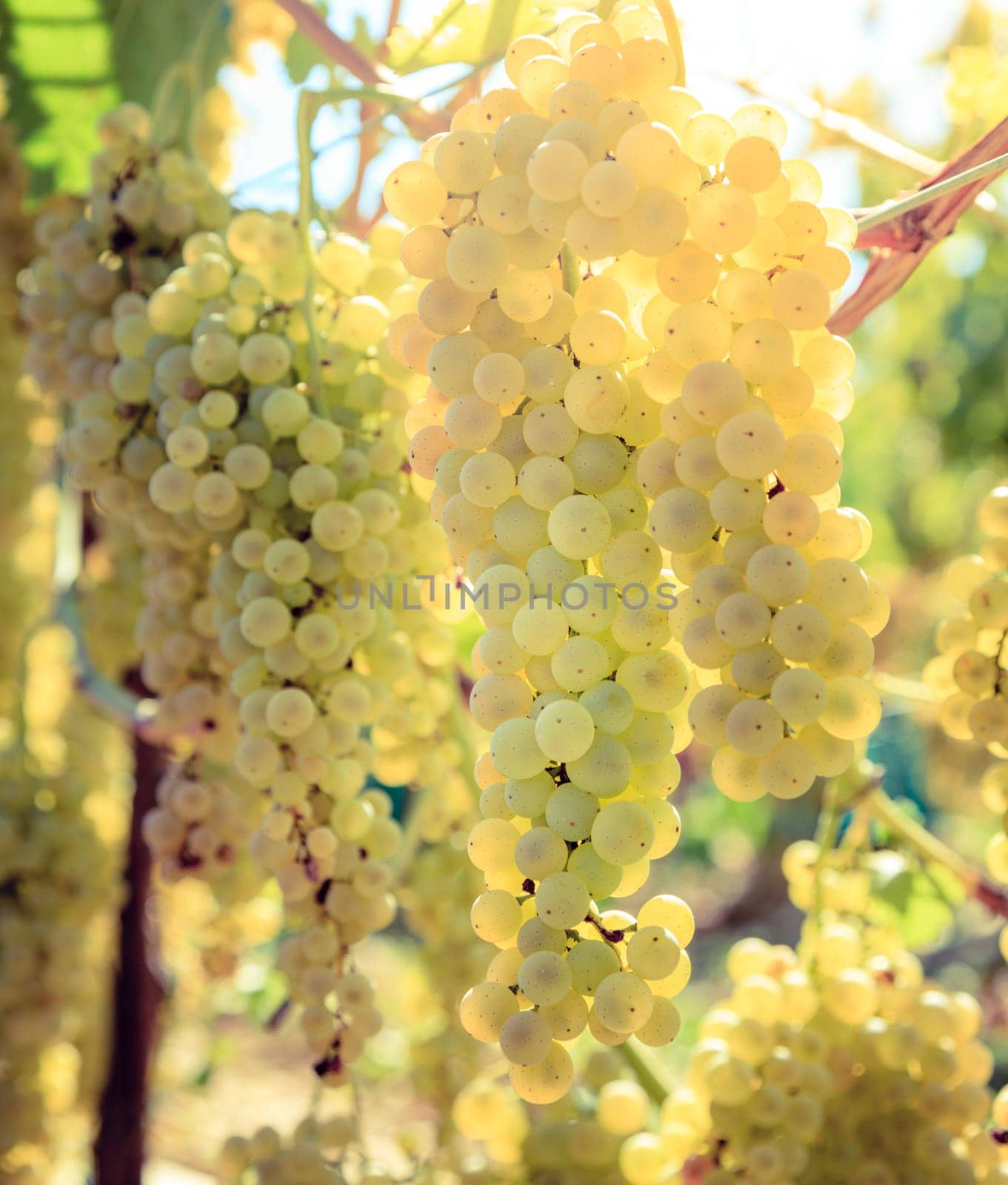 Close-up image of white grape vines in a vineyard in Tuscany, Italy