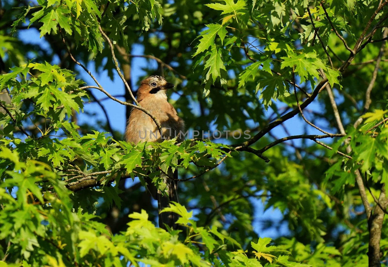 Eurasian jay Garrulus glandarius in summer under blue sky