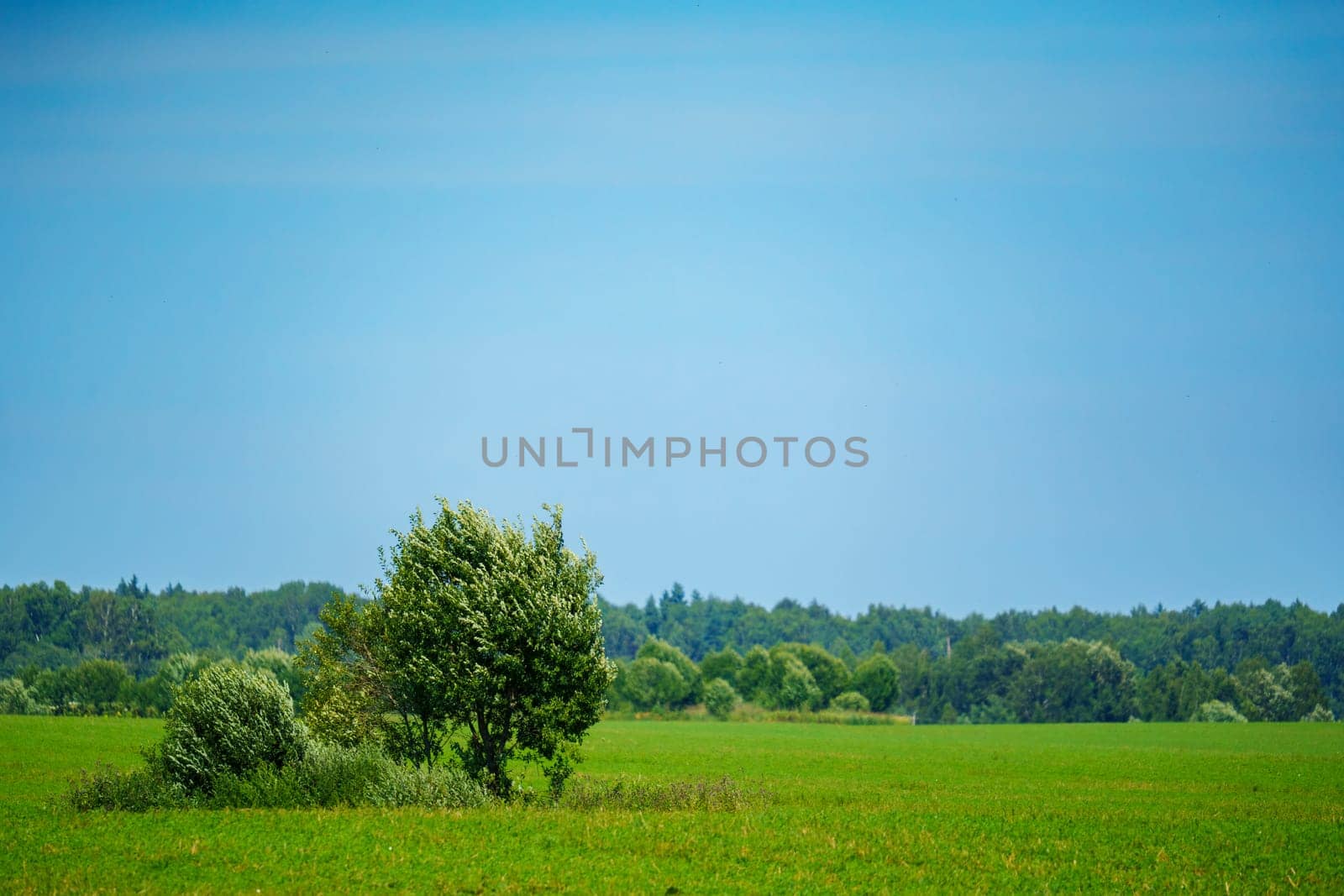 Lush green field with a small group of trees in the foreground and a dense forest in the background. Serene rural landscape under a bright blue sky on a sunny day