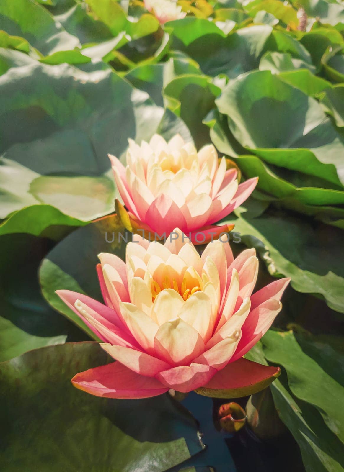Close up of two blooming coral pink color water lilies on the pond. Natural background with blossoming waterlily, lotus flowers on the lake surface, surrounded by big green leaves on the water.