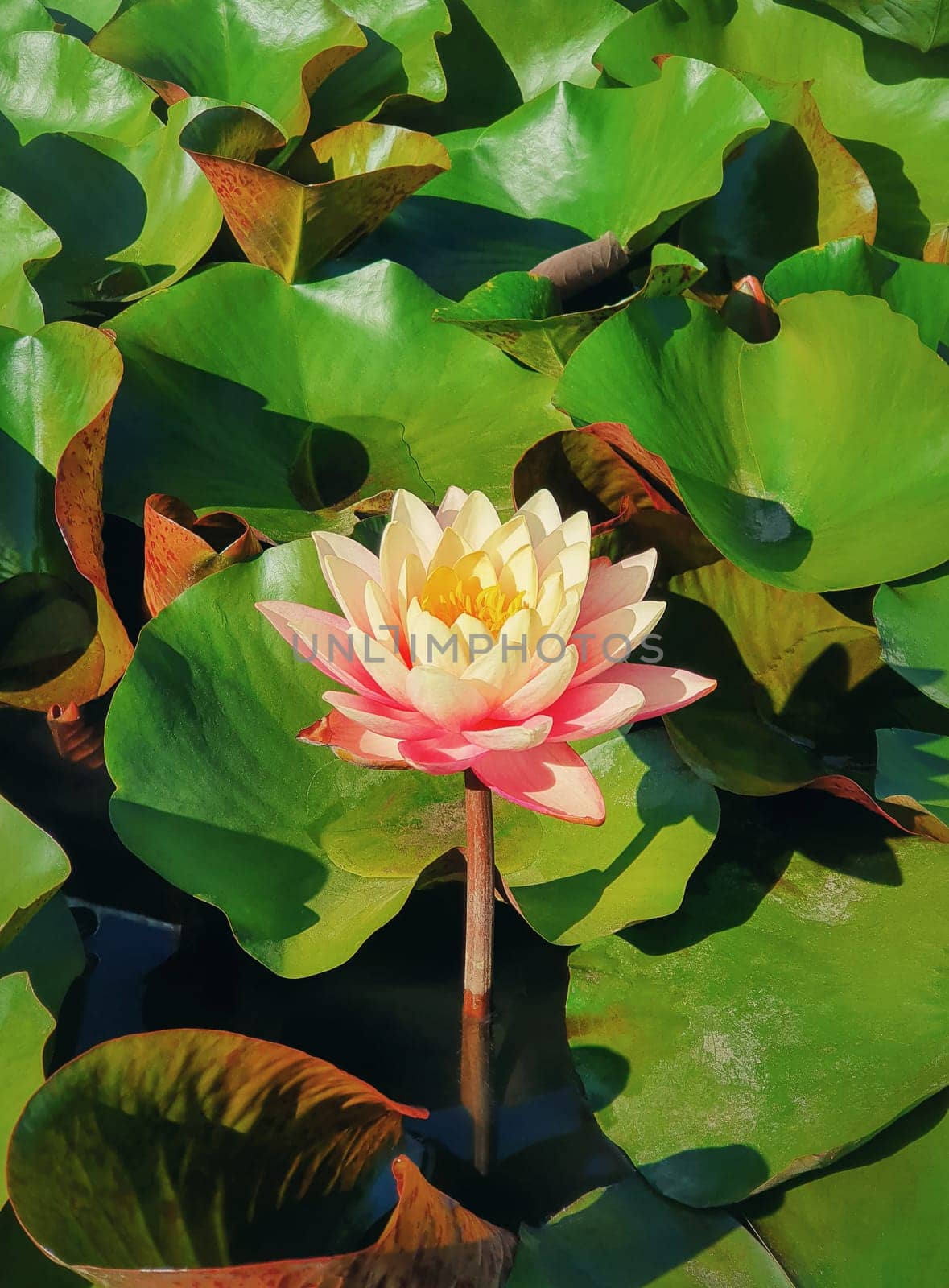 Close up of blooming coral pink color waterlily on the pond. Natural background with blossoming lotus flowers on the lake surface, surrounded by big green leaves on the water.