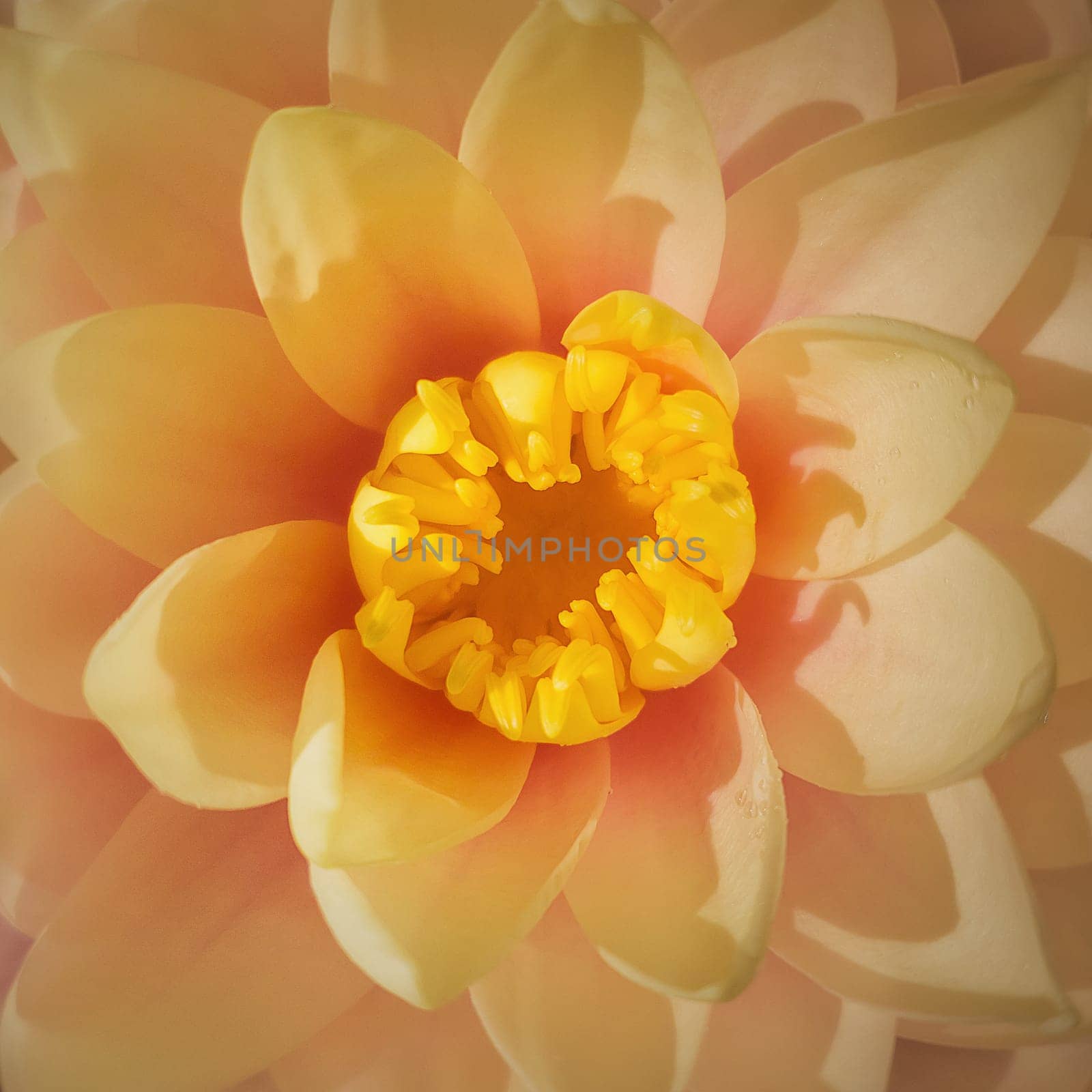 High angle macro shot of a blooming cream orange colored waterlily on the pond. Square full frame background with blossoming yellow lotus flower on the lake water.
