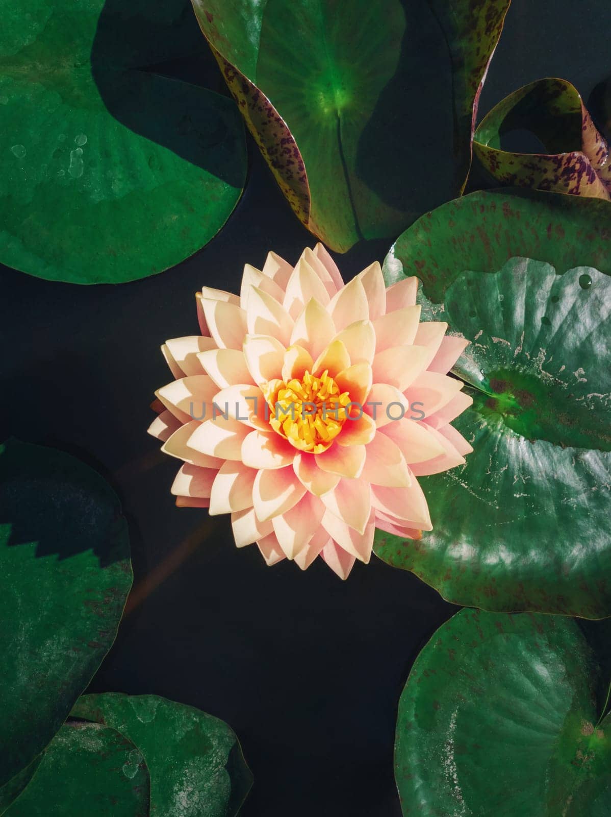 High angle vertical view to a blooming cream pink colored waterlily on the pond. Vertical background with blossoming lotus flower on the lake surface, surrounded by big green leaves on the water.