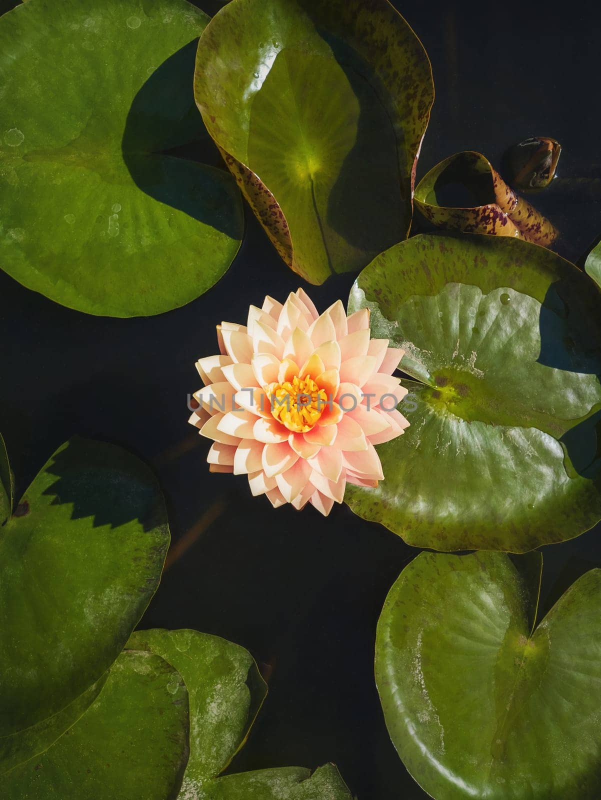High angle vertical view to a blooming cream pink colored waterlily on the pond. Vertical background with blossoming lotus flower on the lake surface, surrounded by big green leaves on the water.