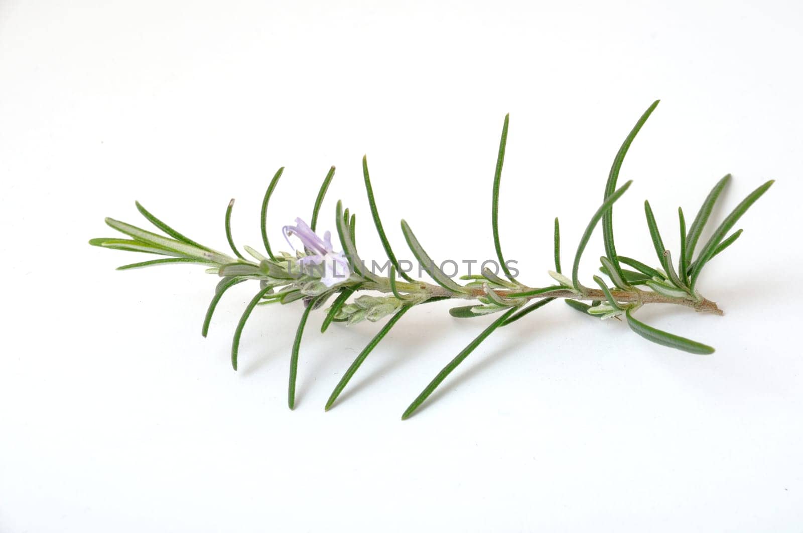 Rosemary on a white surface