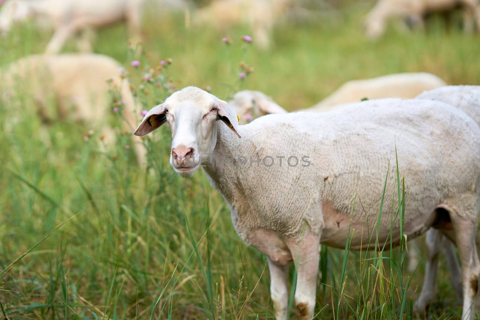 Landscape conservation by sheep in the Herrenkrugpark on the banks of the Elbe in Magdeburg