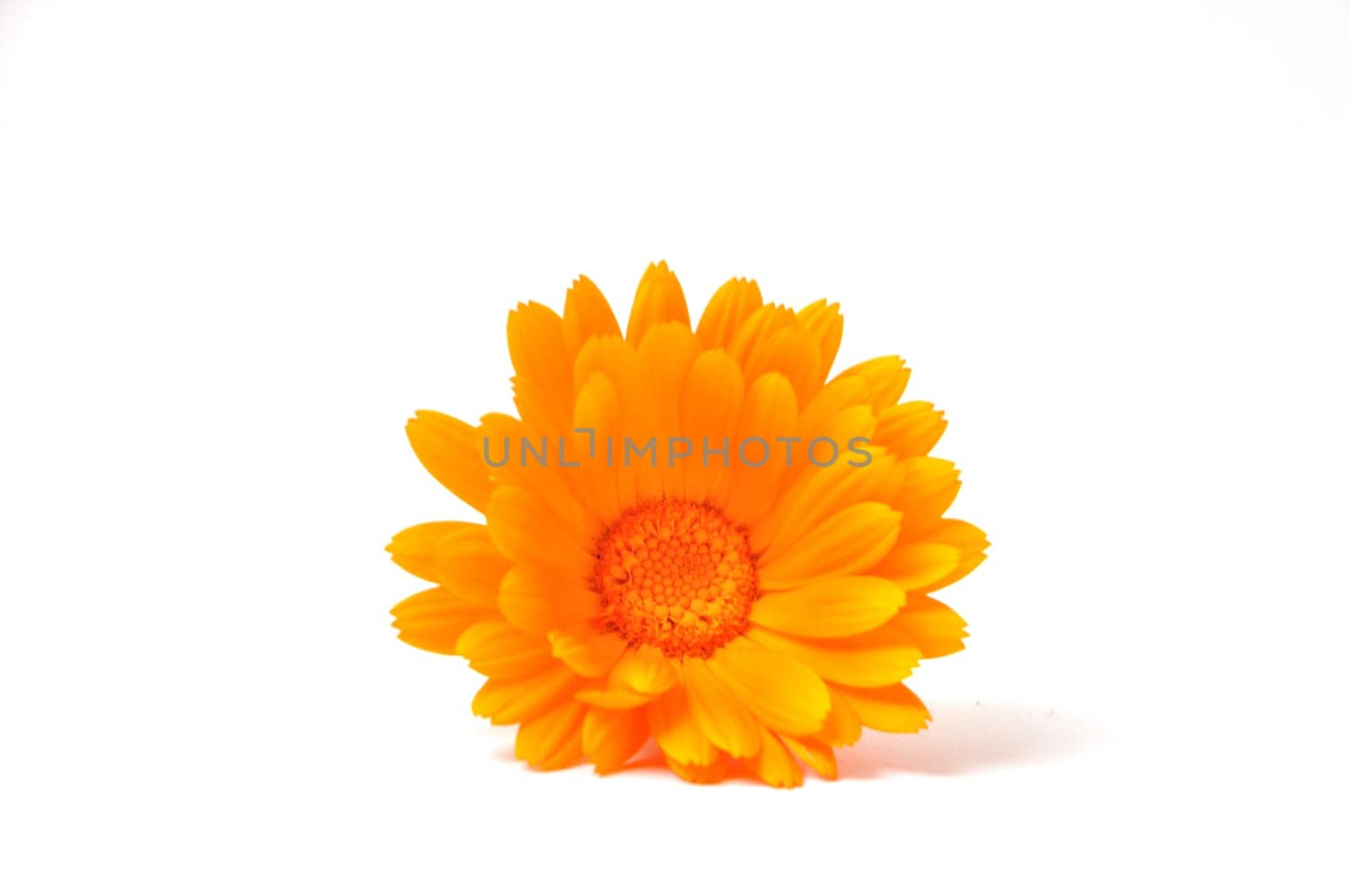 Calendula officinalis