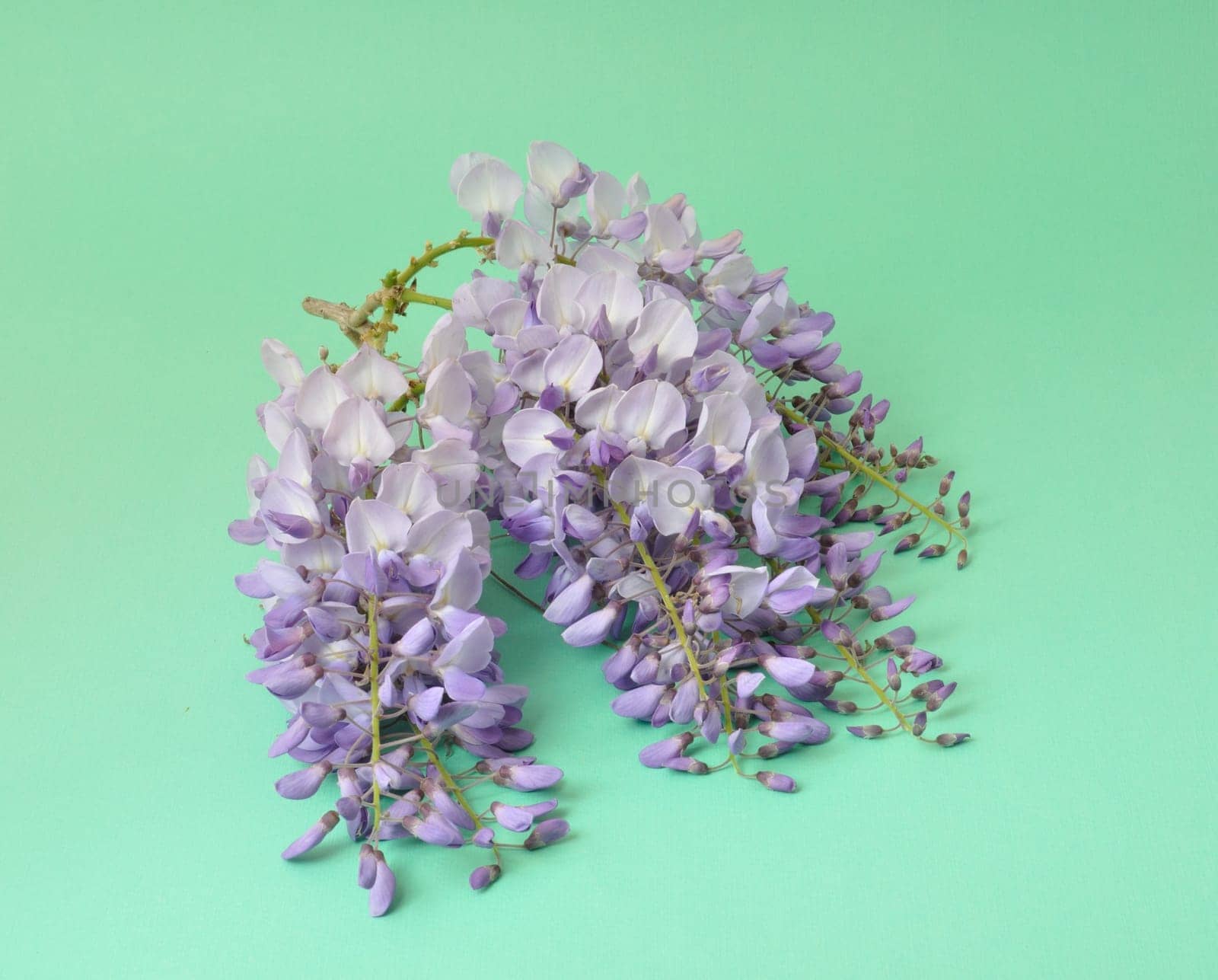 Wisteria