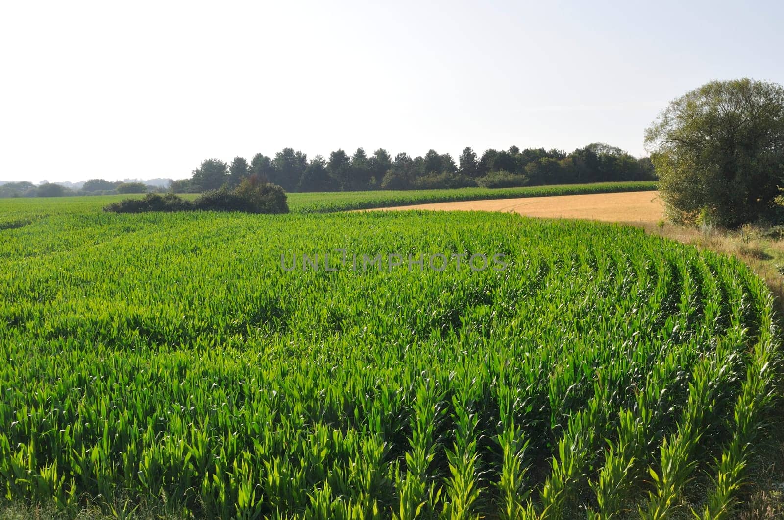A corn field in Brittany