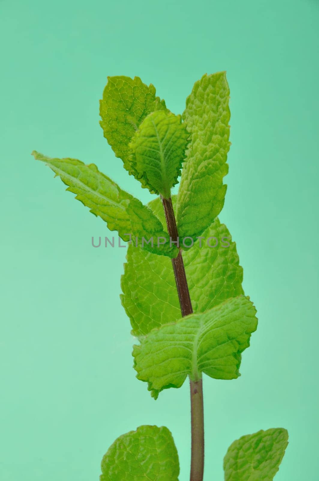 Mint leaves