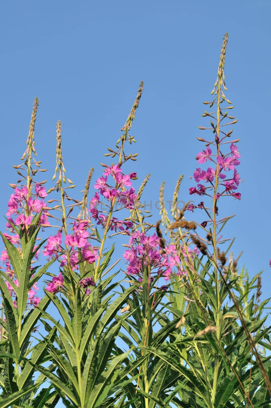 A Rosebay (Epilobium angustifolium)