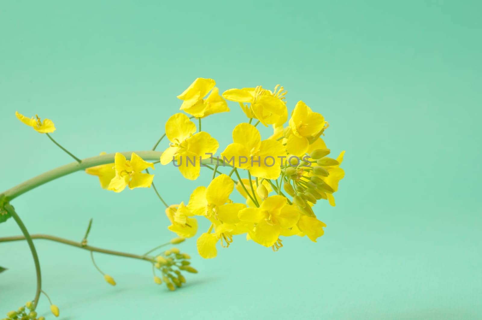 Flower of rape