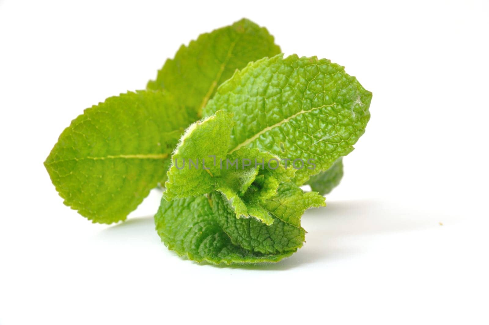 Mint leaves