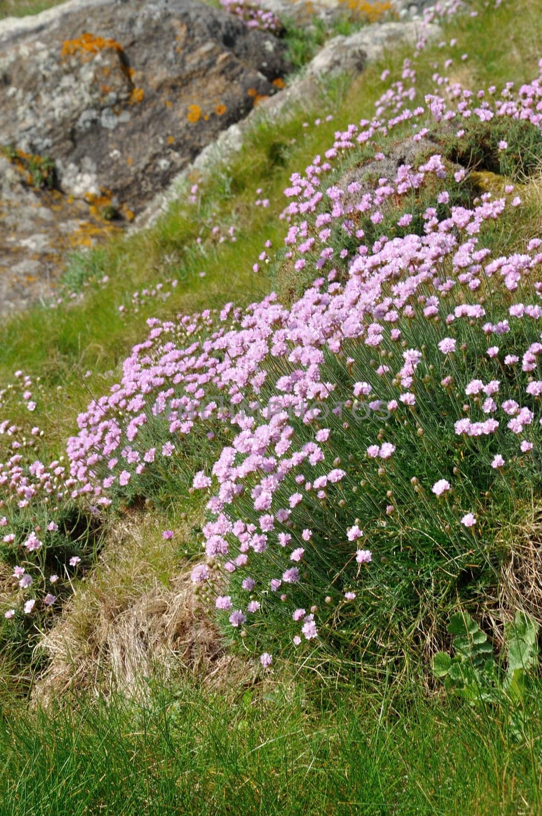 Armeria maritima pink sea growing on a cliff