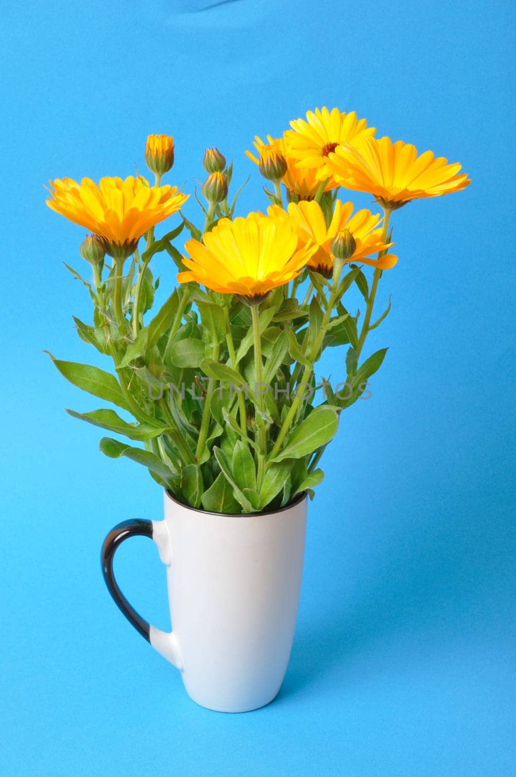Calendula officinalis