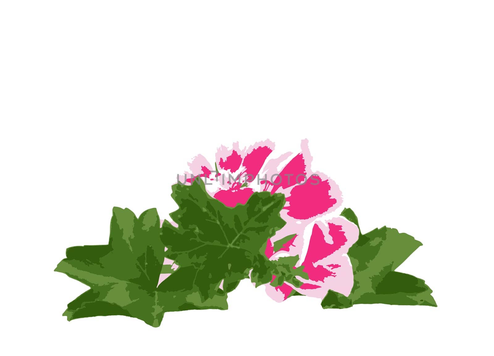 Geranium Pelargonium Flowers Isolated On White Background