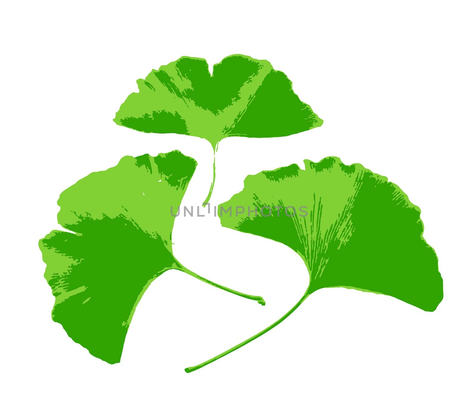 Leafs of Ginkgo biloba isolated on white background. Ginkgo biloba, commonly known as ginkgo or gingko, also known as the maidenhair tree, is the only living species in the division Ginkgophyta