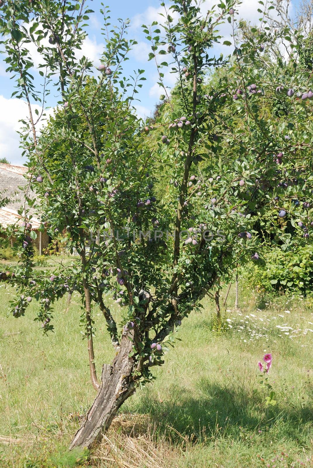 Plum tree in a garden