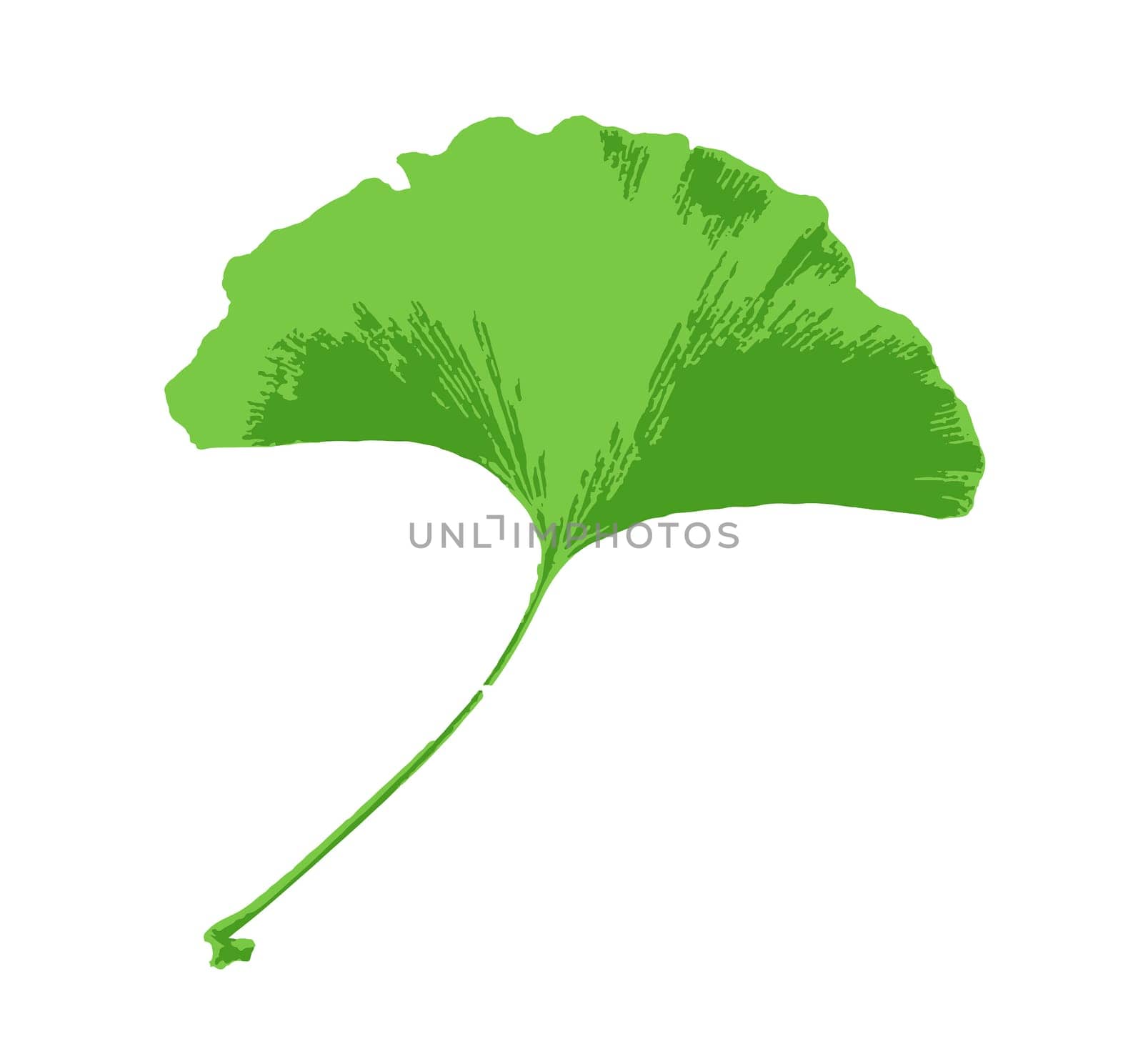 Leafs of Ginkgo biloba isolated on white background. Ginkgo biloba, commonly known as ginkgo or gingko, also known as the maidenhair tree, is the only living species in the division Ginkgophyta