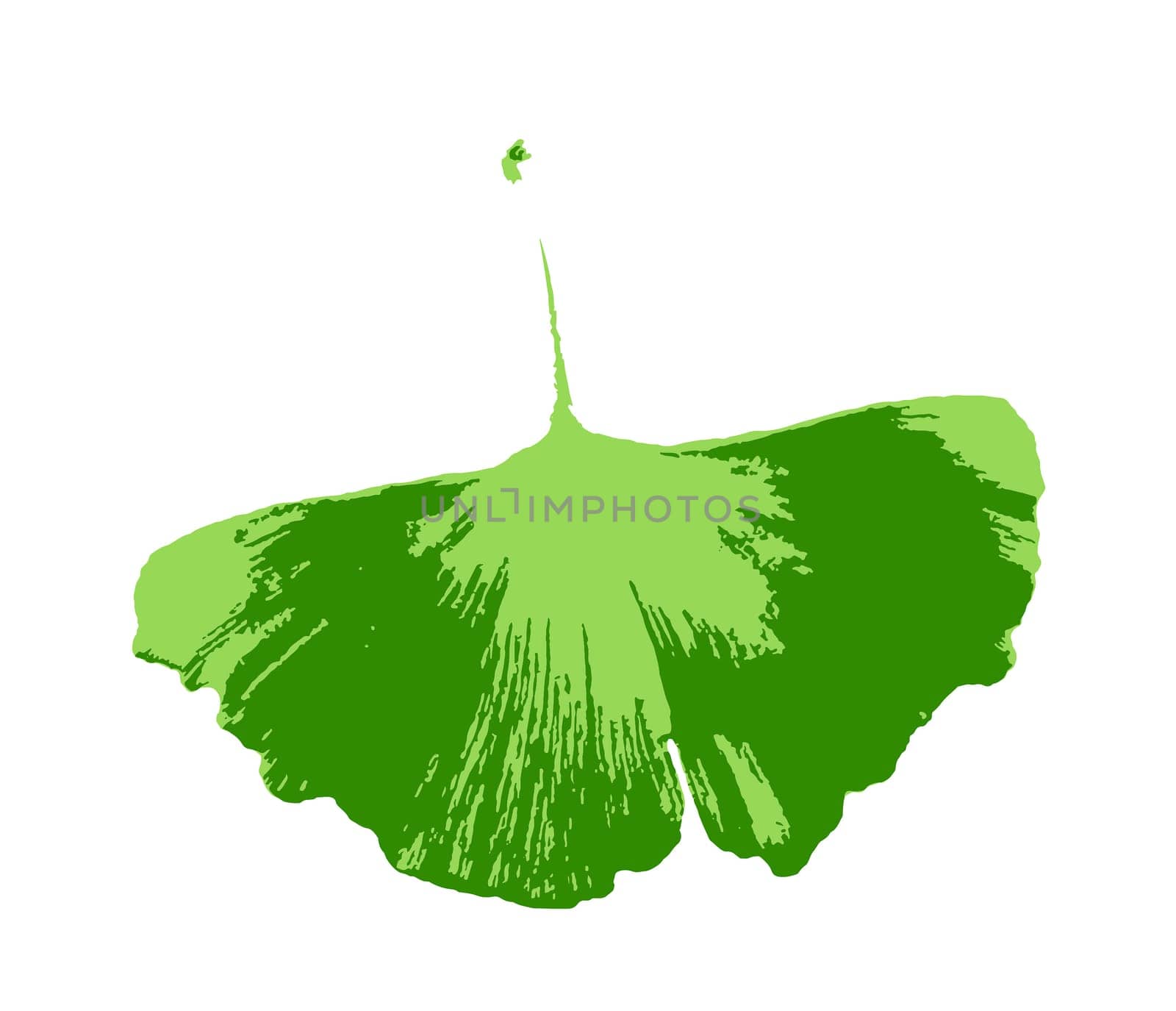 Leafs of Ginkgo biloba isolated on white background. Ginkgo biloba, commonly known as ginkgo or gingko, also known as the maidenhair tree, is the only living species in the division Ginkgophyta