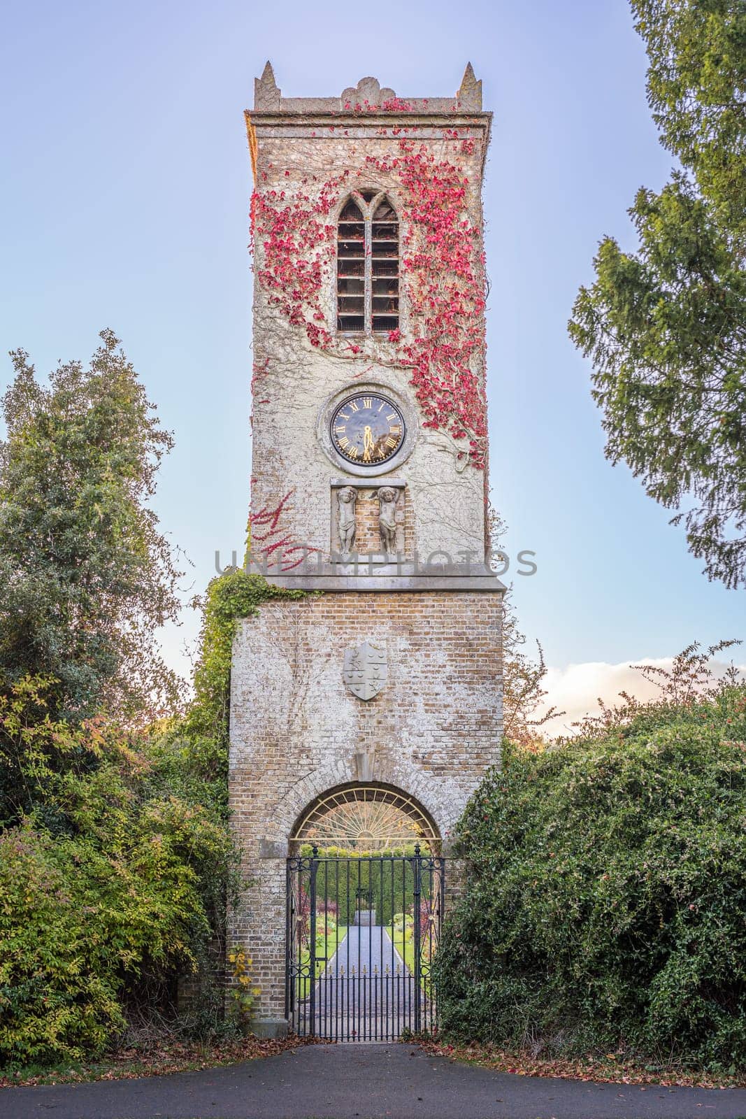 Old, vintage brick clocktower with red ivy, surrounded by green bushes or hedges in St Annes Park, Dublin, Ireland