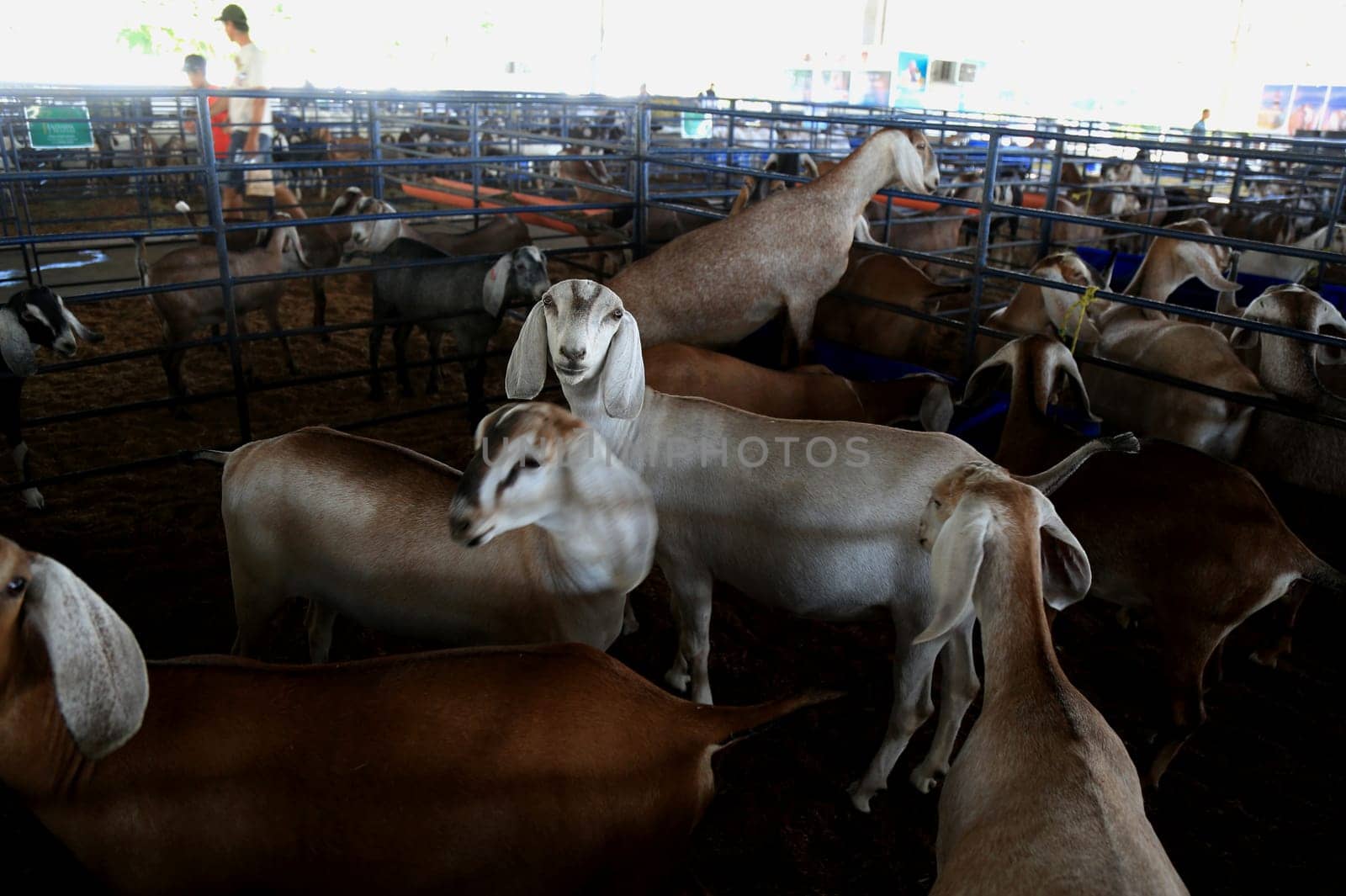 salvador, bahia / brazil - december 2, 2016: Goat rearing is seen in the Salvador City Exhibition Park during during farming exhibition.