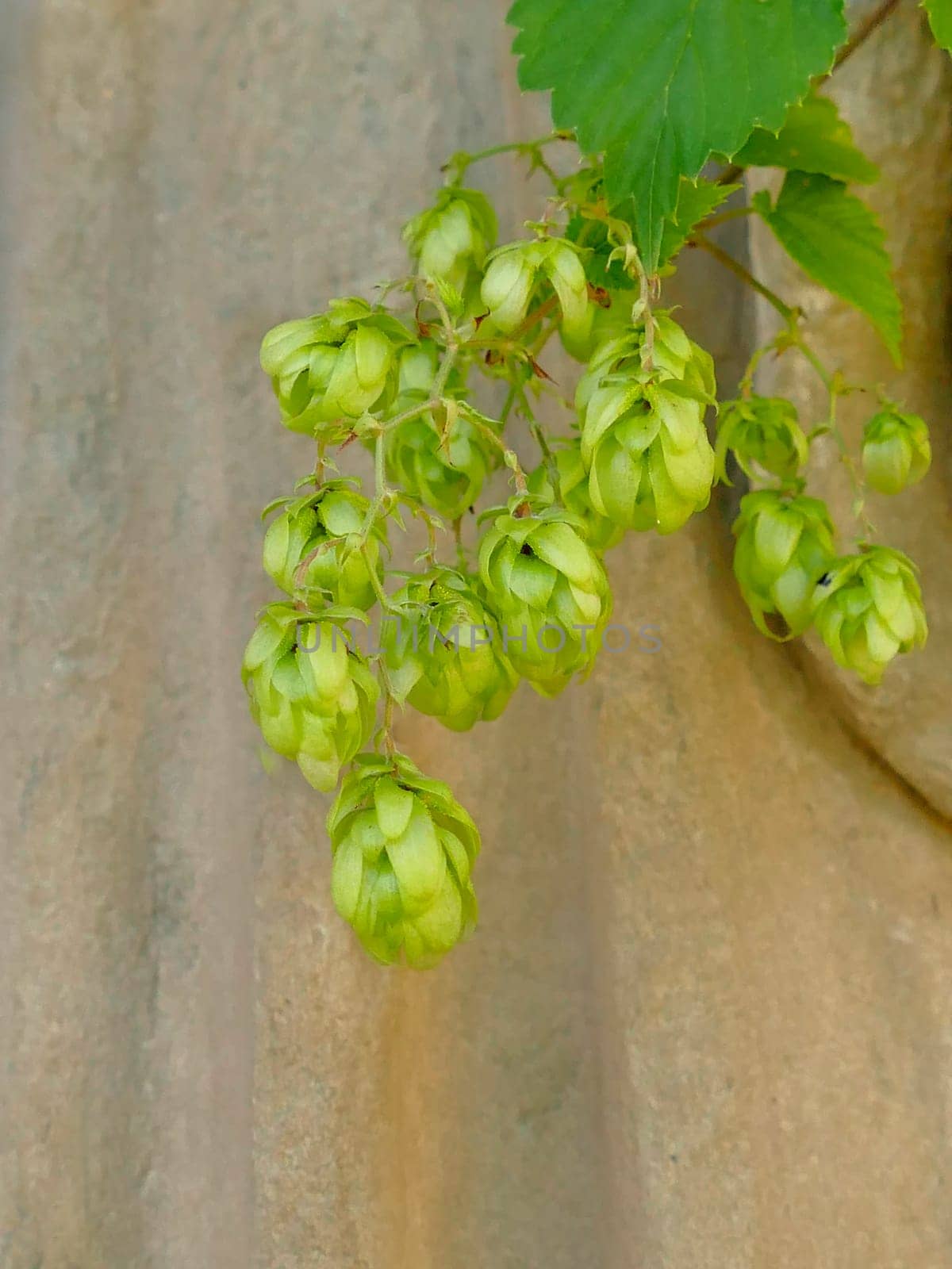 hops with ripe cones in summer