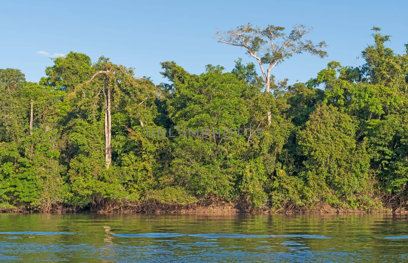 Rain Forest Trees Along a Tropical River in the Amazon Rain Forest near Alta Floresta, Brazil
