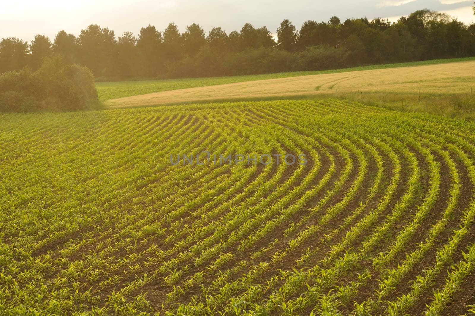 Corn field in Brittany