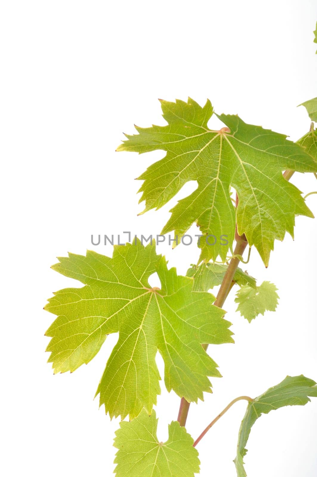 Vine leaves on a white background