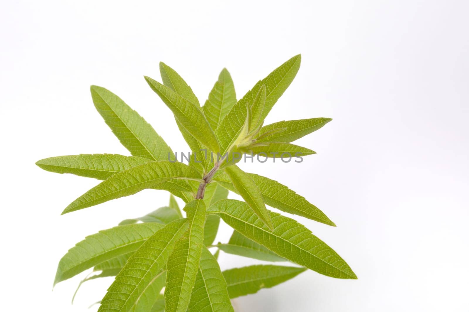 Lemon verbena on a white background